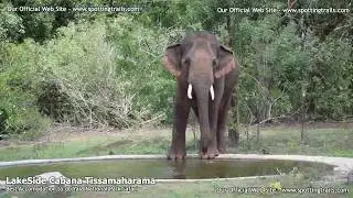 Tusker Elephant at Yala National Park Block 05 - LakeSide Cabana Tissamaharama~1