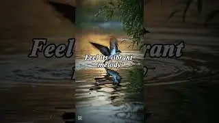 Tree Swallow Bird Call 🐦 | Light & Cheerful Ringtone from the Sky  #birdsound #birds #nature