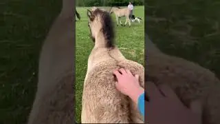 Cute and Funny Animal Videos  Part 39   #funnyanimalreaction #cutepets  #trynottolaughpets