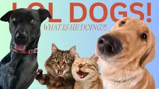 Top 10 Hilarious Dogs 2025 🐶🤣 | Funny Dog Moments That Will Make You Laugh!