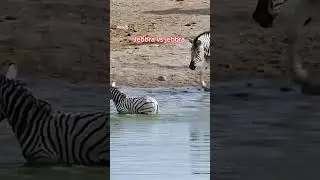 Jebbra vs jebbra #animals #wildanimals #jebbra #wildlife