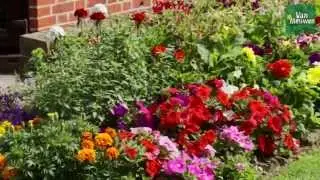 How to plant an annual border with Van Meuwen