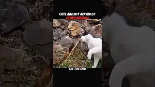 Cats Fear Nothing... Except Chickens! 🐔😱 #trending #animals #wildlife #cat #shorts