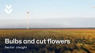 Sector Insight: Bulbs and Cut flowers | TTA-ISO