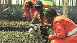 Reforma de la Reforestación o un ambicioso programa para reverdecer y reforestar Angola