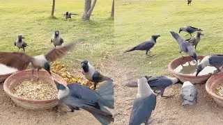 Crow Feed Meat | Ranking Crow Sounds | Crow Crowds For Meat