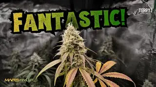 Время частичного сбора урожая! | Комплект Mars Hydro Icontrol | Cannatrol