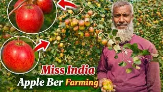 Miss India Apple Ber Farming || Fruit Tree Official Vlog :