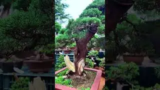 Lọ qu&eacute;t Lũa trắng bonsai Nhật Bản #bonsaishop