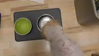 GEEPET Dog Feeding Mat Silicone Waterproof Pet Food Mat REVIEW