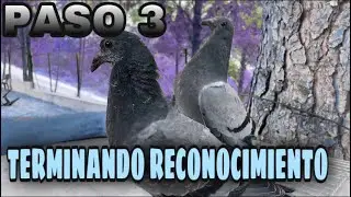 PALOMOS DEPORTIVOS | GANADOR DEL SORTEO!! + TERMINAMOS CON EL RECONOCIMIENTO DE PALOMA.