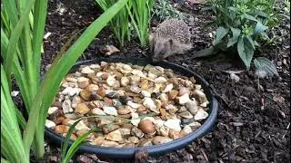 Little hoglet drinking safely