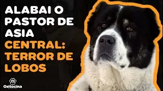ALABAI (PASTOR DE ASIA CENTRAL) 9 COSAS que debes SABER