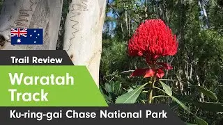 Spring Wildflowers | Waratah Trail | Ku-ring-gai Chase National Park | Hiking trails near Sydney