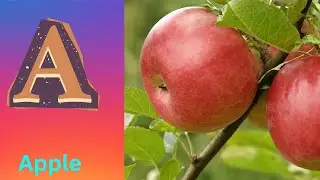ABC Phonics Song | Alphabet letter sounds | ABC learning for toddlers | Education ABC Nursery Rhymes