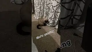 #fypシ゚viral #catprayer