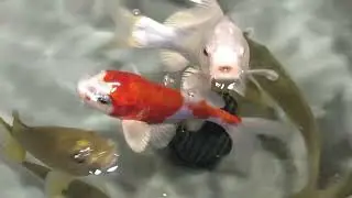 Gold Fish, Japanese Koi, Sterlet Large, Longnose Sturgeon in Paddock Farm UK 2022 Sunday Plans