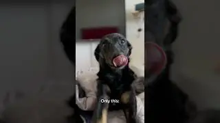 Second version🫣 #dog #trending #dogtrending #funny #funnydogs #zoomies