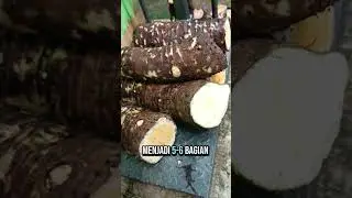 Talas Raksasa || Talas Beneng Banten