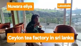 Ceylon Tea at Labookelie in Nuwara Eliya, Sri lanka | Sadi khan | Ceylon Tea Factory 