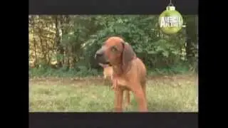 Rhodesian - ABC canino - 101 dogs - espa&ntilde;ol