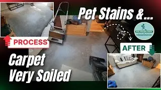 Pet Stains & Carpet Very Soiled | Carpet Cleaning - Client Wanted to Replace Carpet in Chatham NJ