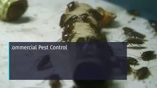 Cost Effective Termite Inspection Picton