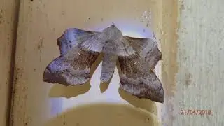 Laothoe populi (poplar hawk-moth) is a moth of the family Sphingidae