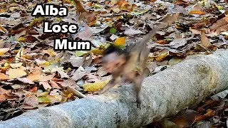 Pity  Poor Baby Alba Cry Lose Control Follow Her Mum |Anna Don't Care About Alba Safe She Leave Alba