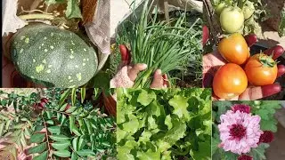 Harvesting Vegetables From Kitchen Garden / How To Grow Vegetables At Home 