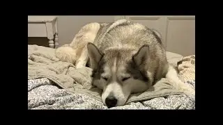 Milo The Husky Live Right Now!