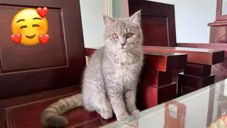 The Funniest Cat Videos 🐱 Try Not To Laugh Part 44