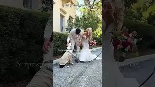 Dogs at a wedding #wedding #weddingtiktok #weddingday #dog #dogsoftiktok #doglover