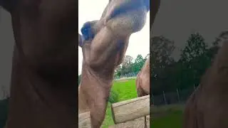 #Mogozoo