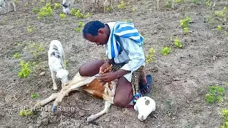 Goat Hooves Trimming | Goat Farming Videos | Goat Nail Cutting |