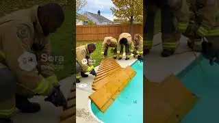 Firefighters Save Stranded Cow in a Backyard Pool
