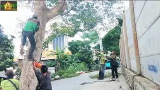 Cut down the crazy loa tree Extreme woodcutter skills with a safety rope pull 