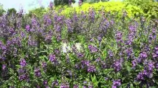 Angelonia Serena&trade; Purple