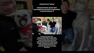The real HERO #viralvideo #shorts #dog #fyp