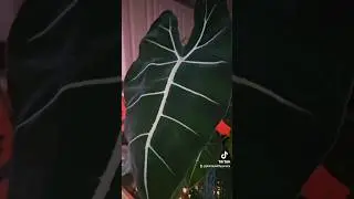 Look at my gurl shining 🤩🌱#Frydeck #alocasia #rareplants #plantaswithnoraiza