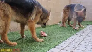 Dogs Eating Duck Raw - Prey Model Raw Diet