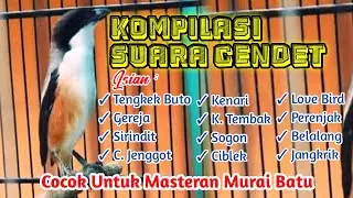 KOMPILASI SUARA BURUNG CENDET COCOK UNTUK MASTERAN MURAI BATU JUARA