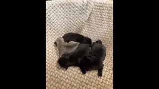 Pug Puppies Babies LIVE Sleeping 🐶 Calm, Cute & Relaxing (HD)