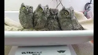 Western Screech Owls at WildCare
