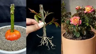 How to Grow Rose Trees from Cutting With Tomato In A Turmeric Powder