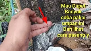 Cara pasang umpan kroto untuk mancing ikan tawes besar sungai cisadane