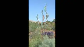 Whitaker Wind Sculpture 2 Large Waves 1 XL Wave in the Desert