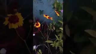 Calliopsis Flower Plant 🌼 | A Burst of Wild Beauty | Short Video | #youtube #nature #shorts