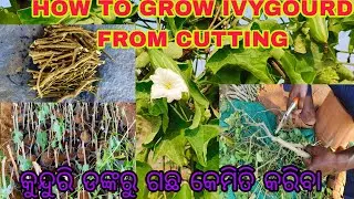 HOW TO DEVELOP IVYGOURD PLANT FROM CUTTING☺️☺️☺️#FULL PROCESS(A-Z)