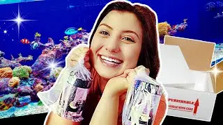 Unboxing Corals & Dipping Process for my Reef Tank!